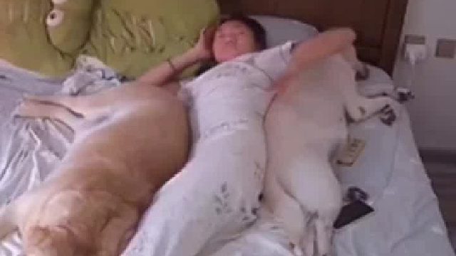 主人和狗狗一起睡觉，狗：给咱妈睡成高定礼服了