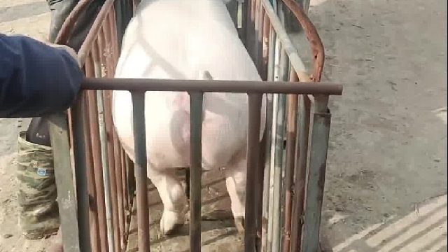 走就是死，不走是折磨。