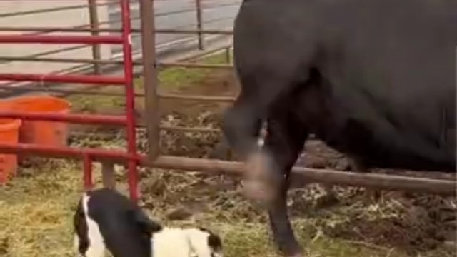 狗子是怎么长大的