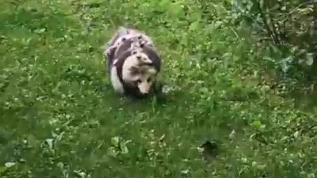 负鼠可不是老鼠，负鼠妈妈会把宝宝放背上保护它们。