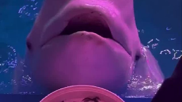 饲养员为偷吃饵料，把鲸鱼喂的“透心凉”