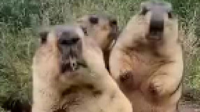 鼠鼠：很熟吗，动手动脚的？