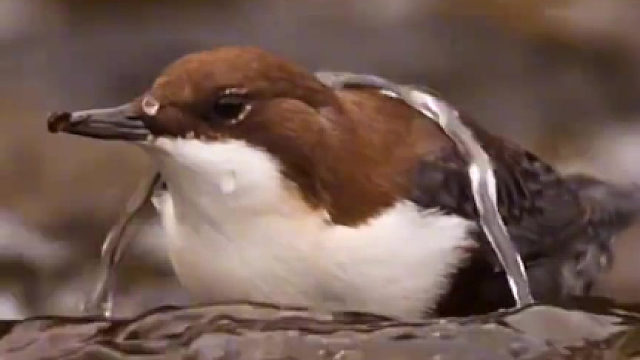 这应该是鸟类防水羽毛的天花板了吧…