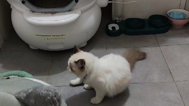 布偶猫四个月了