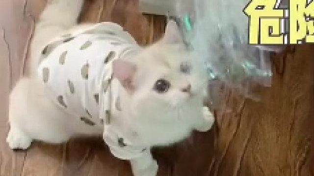 我们家有一只狗子精