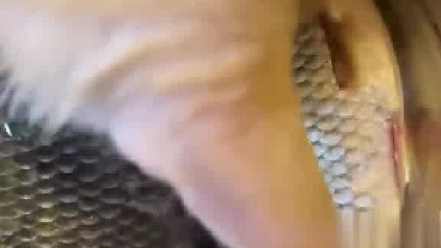 人手拨不尽，猫头冒又生