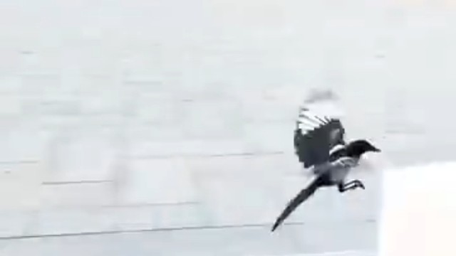 这很可能是家养逃逸的