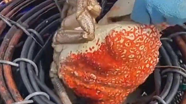 这螃蟹一顿吃不完吧