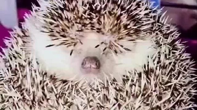 好萌！你就这样卸下了防备？哈哈哈！