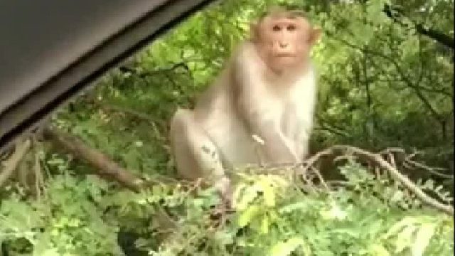 请猴哥吃个橘子