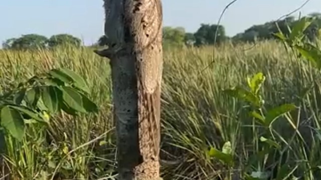 差点以为风干了