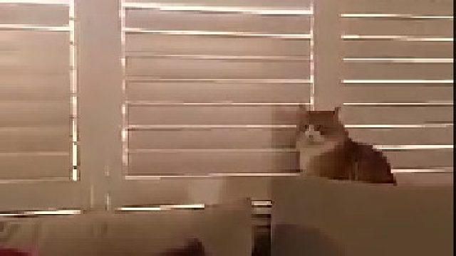 喵：“这家里到底你说了算还是我说了算啊？！啊？？！！”