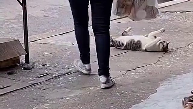 哪里碍事躺哪里，只要我够可爱，就没有人敢动我