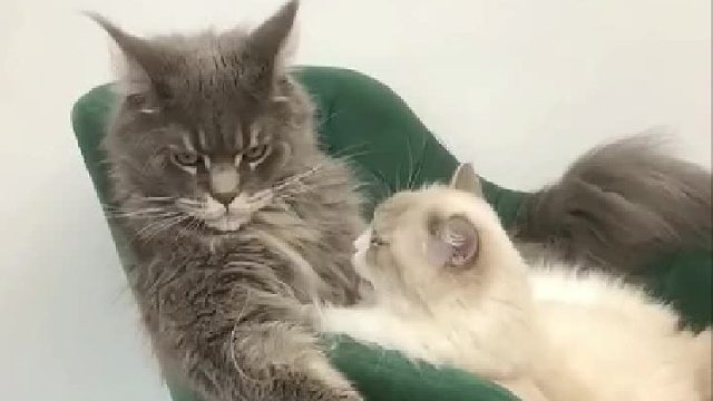 它是不是藐视了我一眼