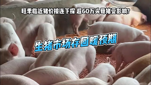 春节前生猪需求旺季猪价接连下探 超60万头母猪受影响？ 市场对短期回暖有预期 能繁母猪去化依然缓慢
