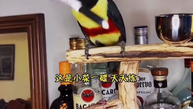 小姐姐在马戏团解救了一只小鸟，回到家就可以展示各种看家本领