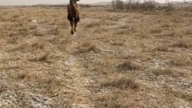 骆驼吃仙人掌？？