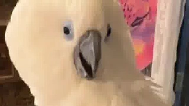 鹦鹉：啊？？？我也得和你一起走？！