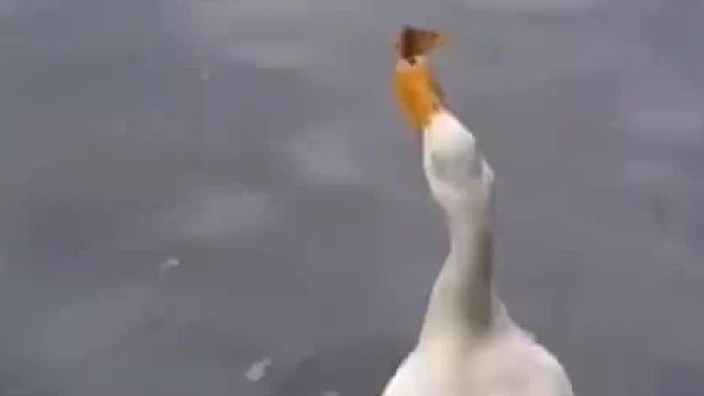 “气急败坏，鸭力暴增”