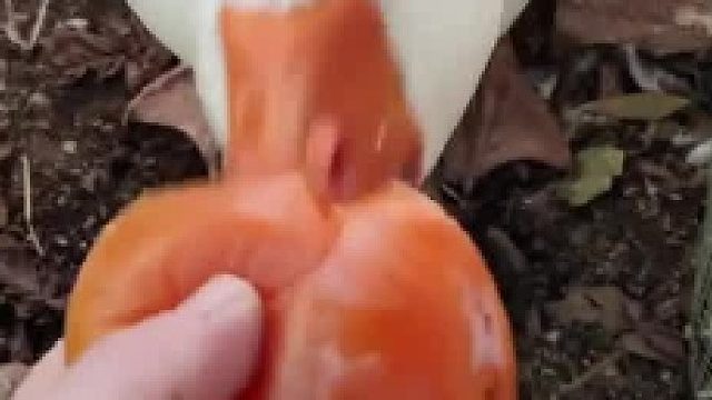 一位奶奶喂自家鸭子时，被疯狂攻击 这鸭子脾气也太暴躁了