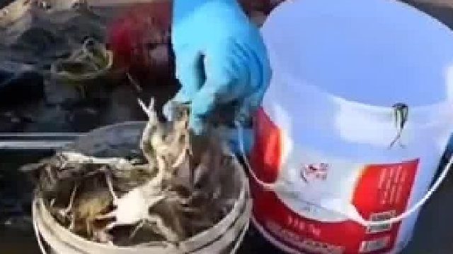 青岛栈桥的梭子蟹挖没了