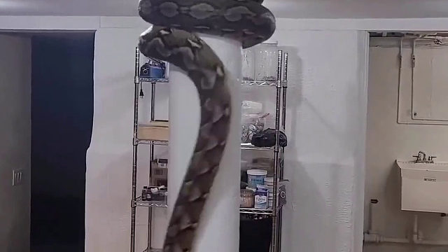蟒蛇在客厅爬柱子