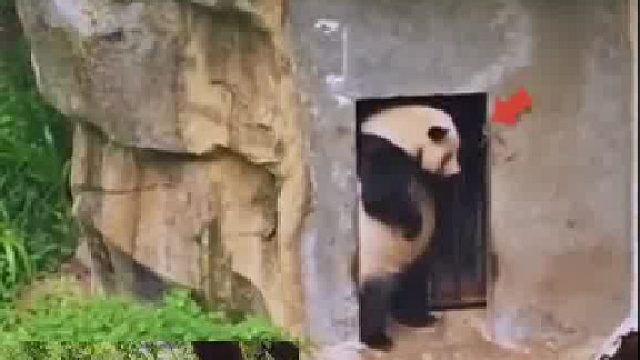 一手扶墙一手叉腰！