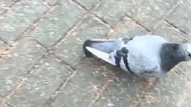 我去这麻雀真快
