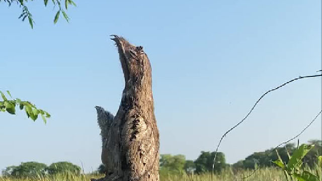 一只正在伪装自己是树干的林鸱