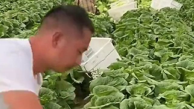 叶子拨去这么多，太可惜了吗