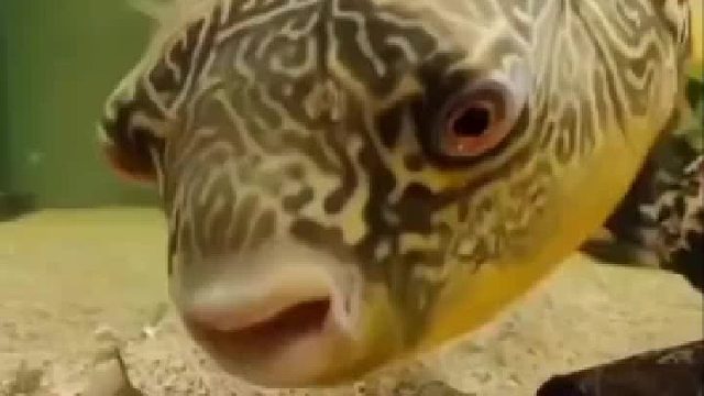 和人磕瓜子一样