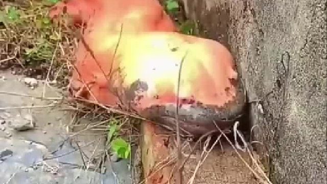 红色大鲵，比较少见！