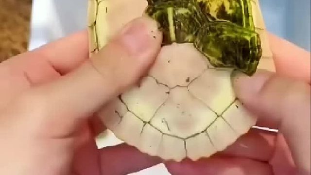 开水烫过更加好剥