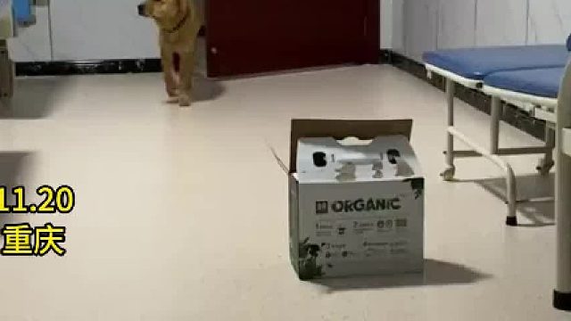 它挨个看床头卡，好像文凭不低。