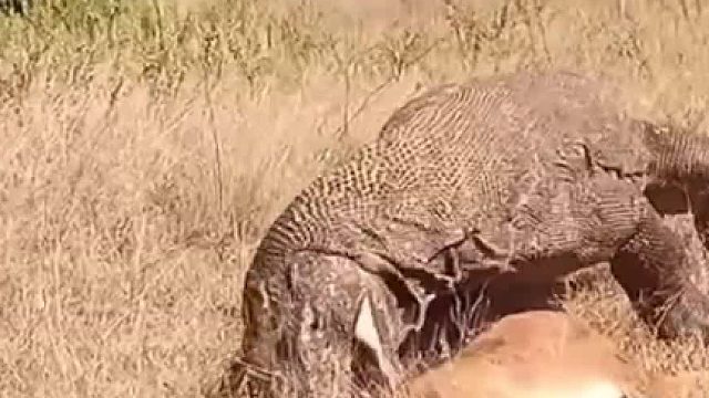 它的天敌是什么？