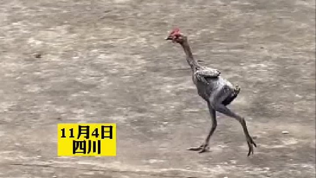 网友看到一只无毛鸡在外面溜达，别人是一毛不拔，它是一毛没有啊…