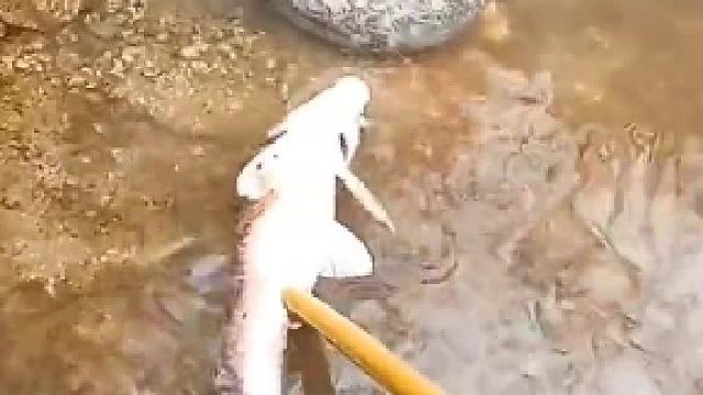 这条黑的是什么鱼？没有见到过。