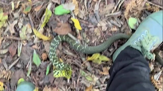 最好是站着别动，否则它真的咬你！