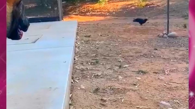 狗狗和乌鸦都能擦出爱情的火花，单身的同学们加油啊！