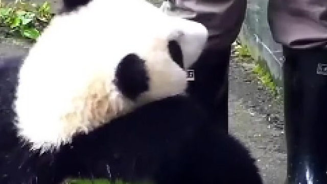 熊猫转身叉腿坐的那一刻我震惊了！