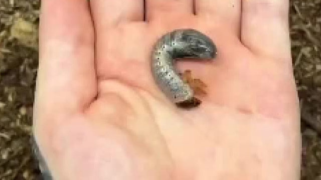 各种昆虫的蜕变……