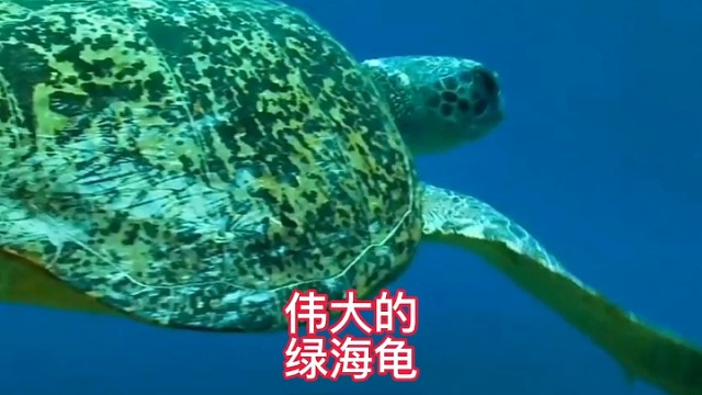 伟大的绿海龟