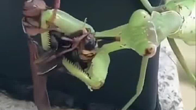 螳螂是怎样捕食的……猎物就这样眼睁睁看着自己一点点被吃掉