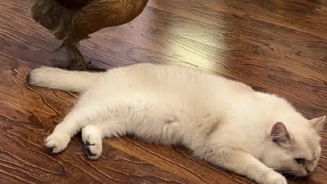 胜男：敬酒不吃吃料酒