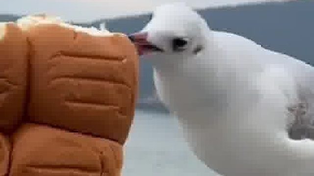 海鸥在旁边不紧不慢地吃着，昆明的海鸥原来就是这样子一口一口吃成胖子的！网友：