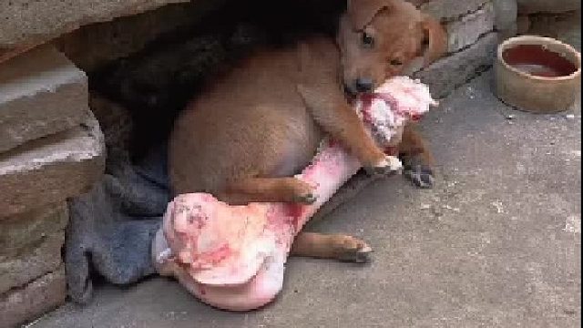 狗狗抱着大骨头啃