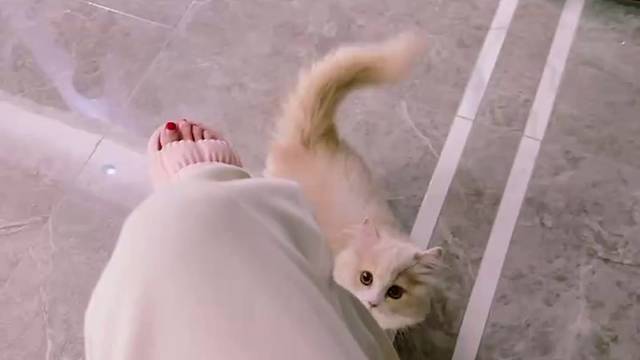 贴贴～理理我呗～