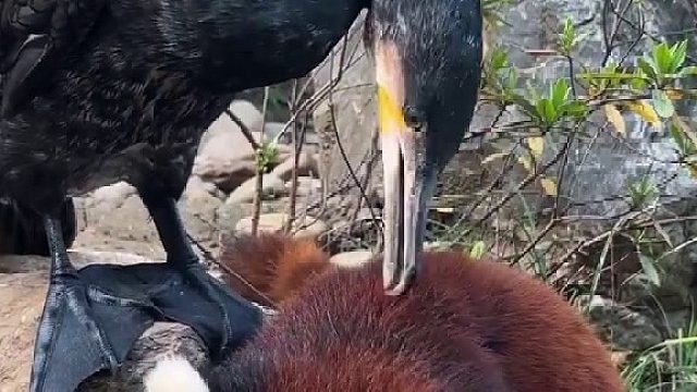 小熊猫：不吃别夹 脑瓜子嗡嗡的