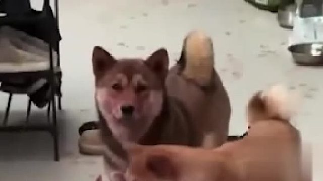 小狗把红色粉末撒满地主人哭笑不得：三个人打扫一上午才弄干净