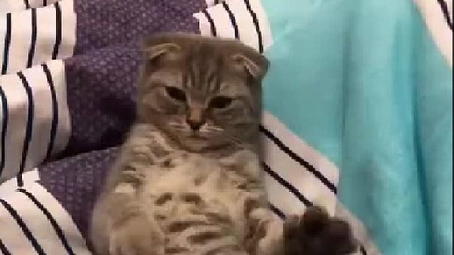 别摸我的腿，高贵着呢